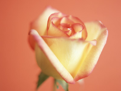Rose Other Rose Other