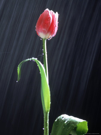 Red Tulip in the Rain Other Red Tulip in the Rain Other