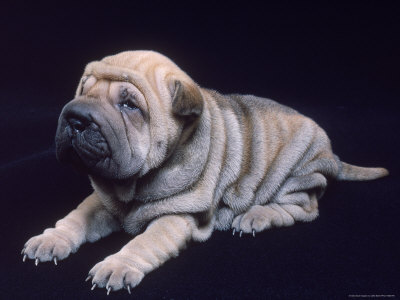 Shar-Pei Puppy Other Shar-Pei Puppy Other
