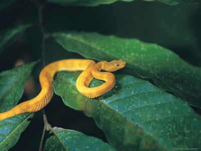 eyelash viper snake