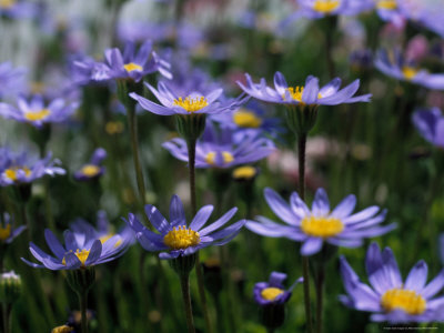 Purple Flowers Stretched Canvas Print