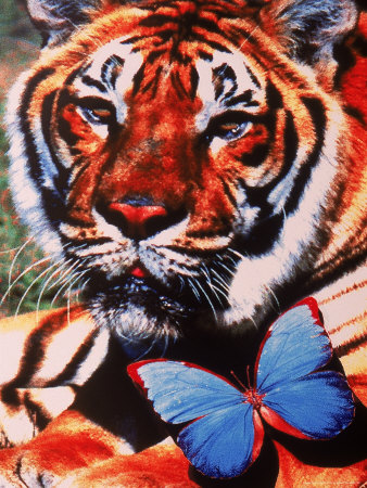 Tiger and Butterfly Other Tiger and Butterfly Other