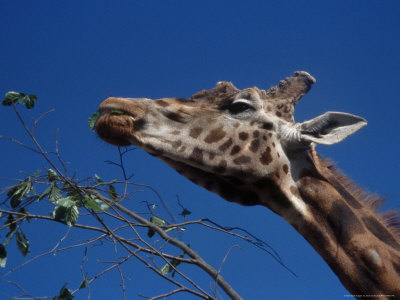Giraffe Eating Other Giraffe Eating Other