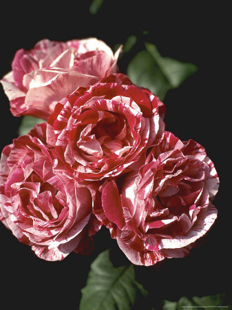 Bourbon Rose Other Bourbon Rose Other