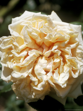 Climbing Tea Rose Other Climbing Tea Rose Other