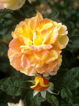 Hybrid Tea Rose Other Hybrid Tea Rose Other