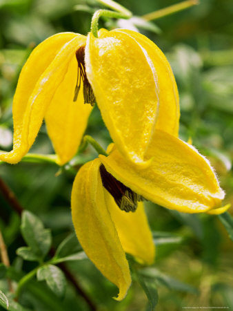 http://cache2.artprintimages.com/p/LRG/29/2903/M9VPD00Z/art-print/mark-bolton-clematis-bill-mackenzie-tangutica-group-yellow-flower.jpg