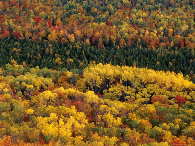 Multicolored Forest Photographic Print