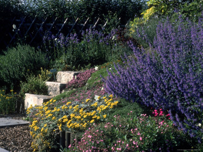 Perennial Garden Other Perennial Garden Other