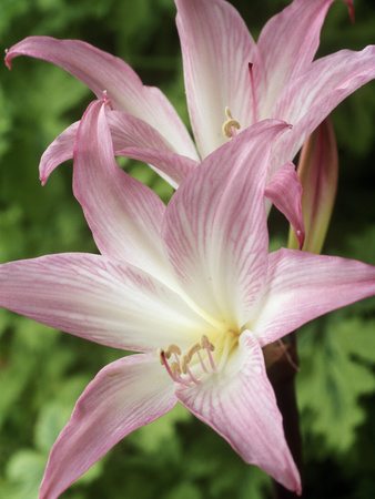 Amaryllis Belladonna Close-up of Pale Pink & White Flowers, September Stretched Canvas Print