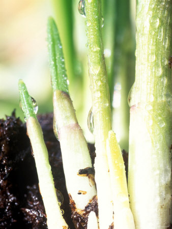 Crocus Shoots Other Crocus Shoots Other