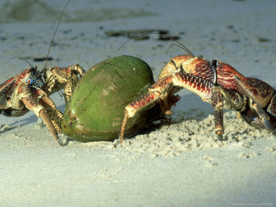 Robber Crab, Crab Opening