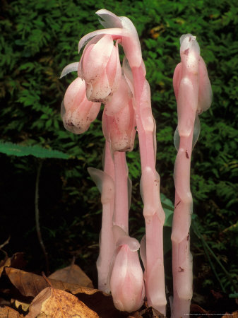 Coral Root Other Coral Root Other