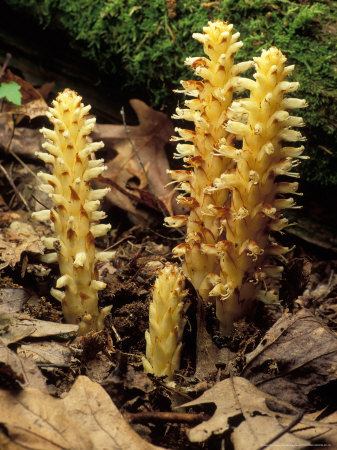 Squawroot Other Squawroot Other