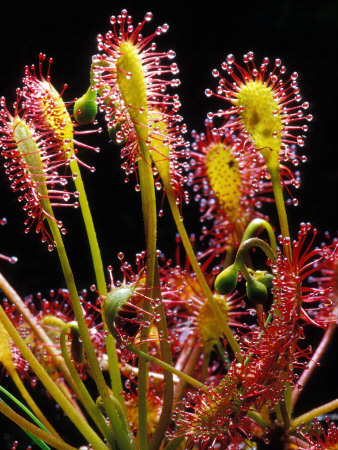 Sundew Other Sundew Other