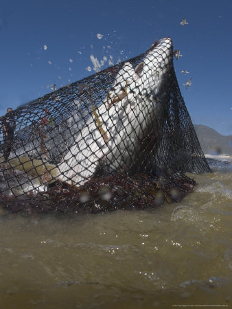 Copper Shark, Caught in Beach