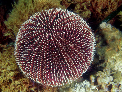 White-Tip Sea Urchin, Sicily, Mediterranean Sea Stretched Canvas Print