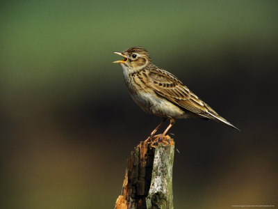 Skylark Photographic Print Skylark Photographic Print
