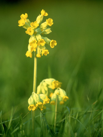 Cowslip Photographic Print Cowslip Photographic Print