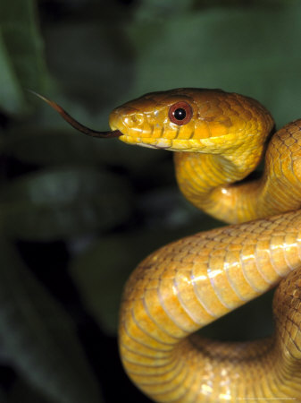 Yellow Rat Snake Other Yellow Rat Snake Other