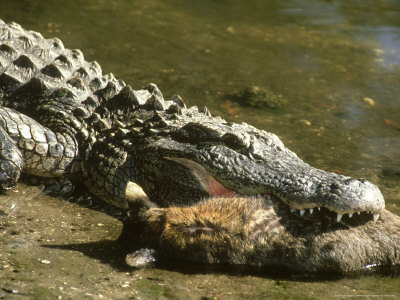 Alligators Prey