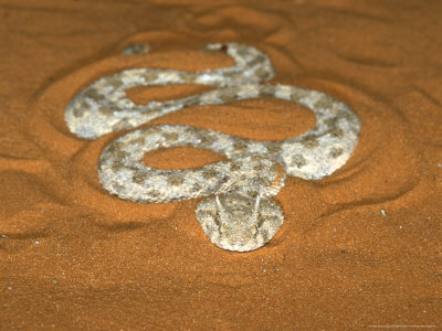 The Desert Horned Viper. He's mean, poisonous, and he w