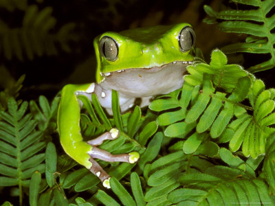 Giant Monkey Frog Other Giant Monkey Frog Other