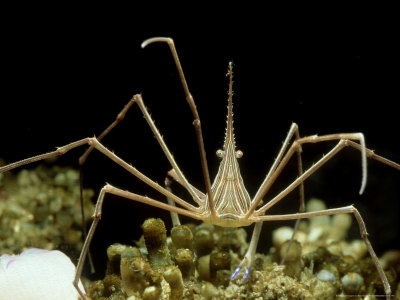 Arrow Crab, Florida Other Arrow Crab, Florida Other