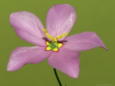 Marsh Pink, Florida Other Marsh Pink, Florida Other