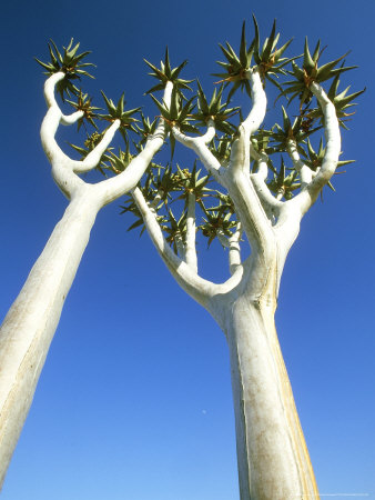 Quiver Tree, Namib-Naukluft Park, Namibia Photographic Print