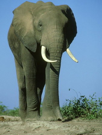 Images Of African Elephants. African Elephant, Bull, Kenya