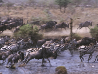 "Grants Zebra & Wildebeest" Photographic Print