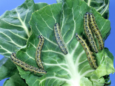 yellow black and white caterpillar. lack and white caterpillar.