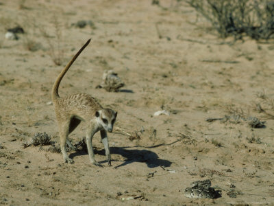 kalahari