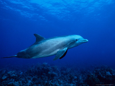 Pictures Of Dolphins Underwater. Bottlenose Dolphin, Underwater