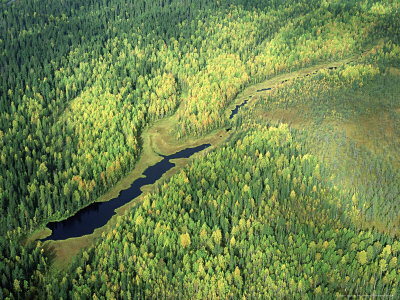 Taiga, Ural Other Taiga, Ural Other