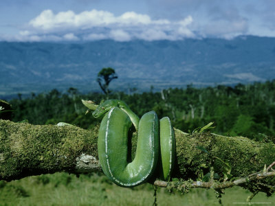 Green Python Wahgi Valley Papua New Guinea Other