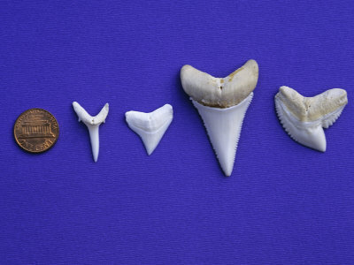 shark teeth pictures. Shark Teeth, Bull Shark,