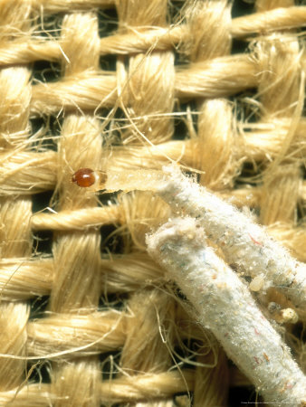 clothes moth pictures