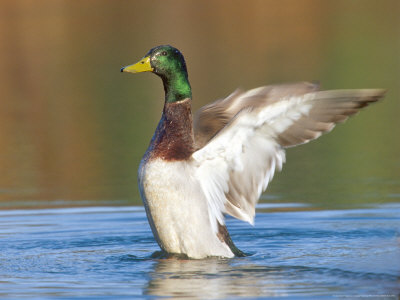 gustav-verderber-male-mallard-flapping-wings-green-mountains-usa.jpg