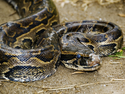 Python, Biggest Snakes, African Rock Python