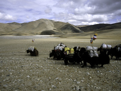 Yaks, Tibet Premium Poster Yaks, Tibet Premium Poster