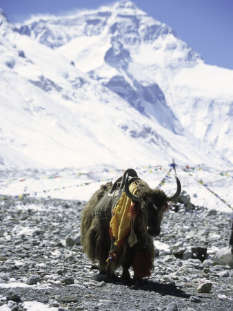 Lone Yak Premium Poster Lone Yak Premium Poster