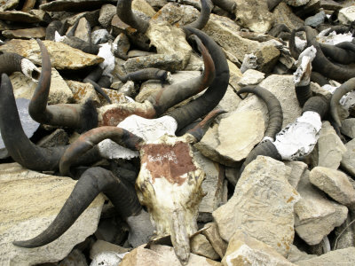 Yak Skulls, Tibet Premium Poster Yak Skulls, Tibet Premium Poster