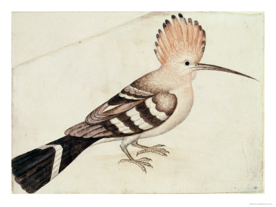 Hoopoe Giclee Print Hoopoe Giclee Print