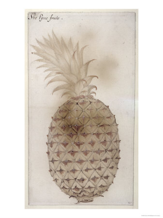 Pineapple Giclee Print Pineapple Giclee Print