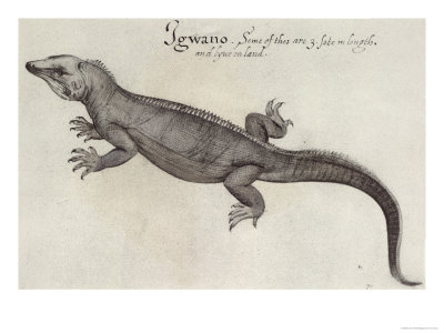 Iguana Giclee Print Iguana Giclee Print