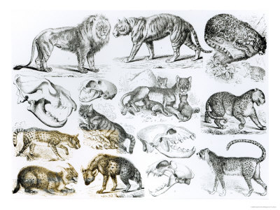 NAMES OF CARNIVOROUS ANIMALS