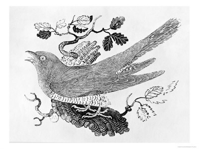 The Cuckoo Giclee Print The Cuckoo Giclee Print