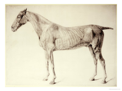 Diagram from The Anatomy of the Horse